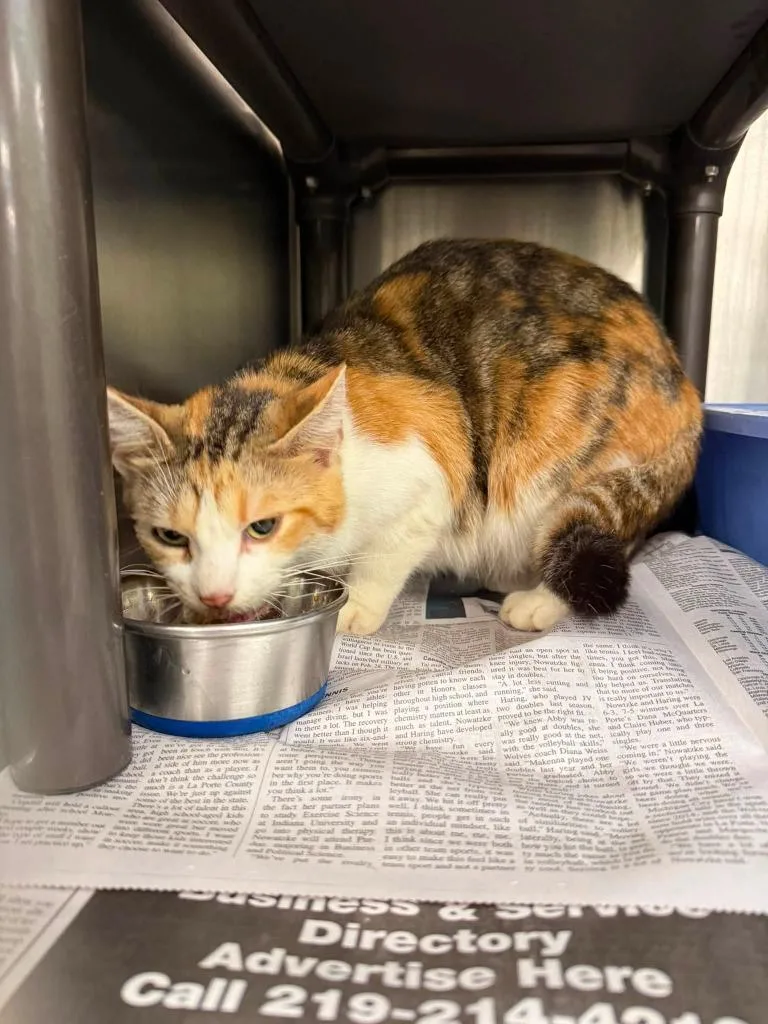 A young medium-sized female Calico cat named Mia for adoption in La Porte, IN
