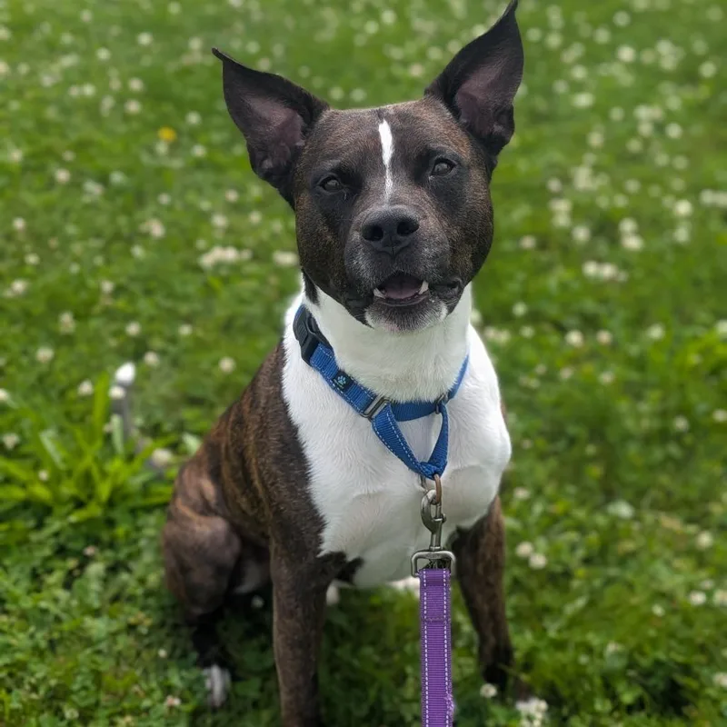 An adult small-sized male Brindle Pit Bull Terrier dog named River for adoption in Prairie du Chien, WI