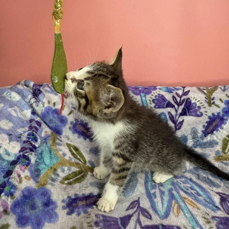 A baby small-sized male Brown / Chocolate Domestic Short Hair cat named Gutbucket for adoption in San Antonio, TX