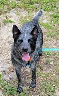 A young medium-sized male Australian Cattle Dog / Blue Heeler dog named Rowan for adoption in Bradenton, FL