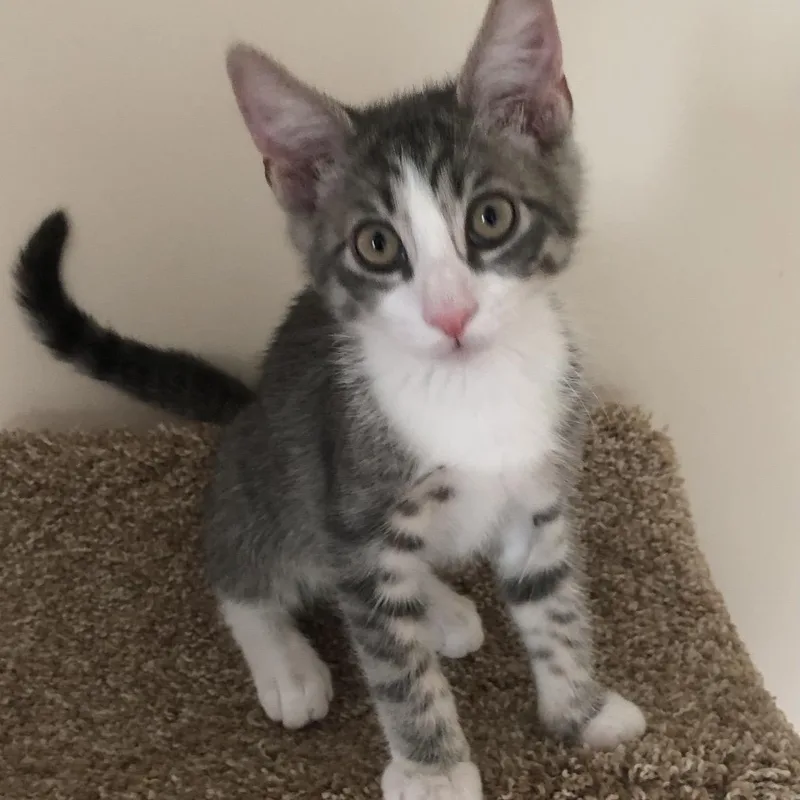 A baby small-sized male Gray & White Tiger cat named Tyler for adoption in East Northport, NY