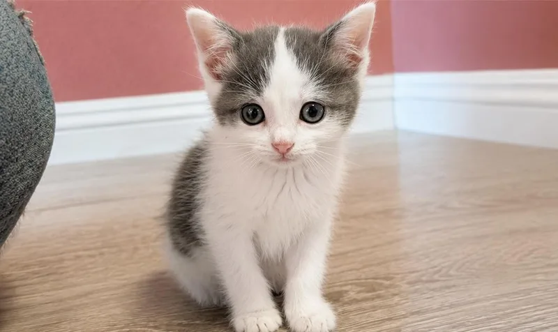 A baby small-sized male Domestic Short Hair cat named Flash for adoption in Long Beach, CA