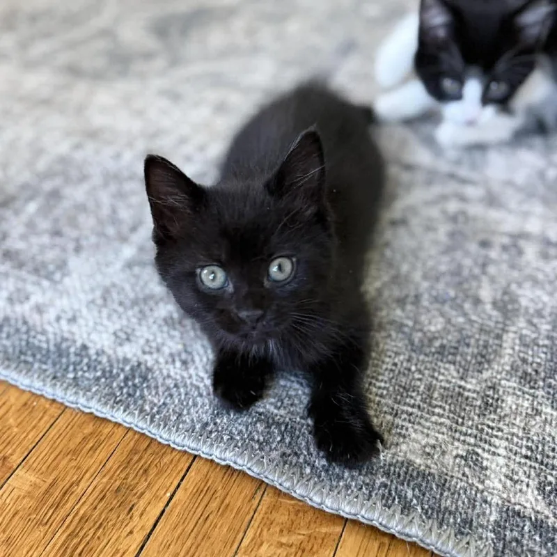A baby small-sized female Black Domestic Short Hair cat named Devon for adoption in Plainfield, IL