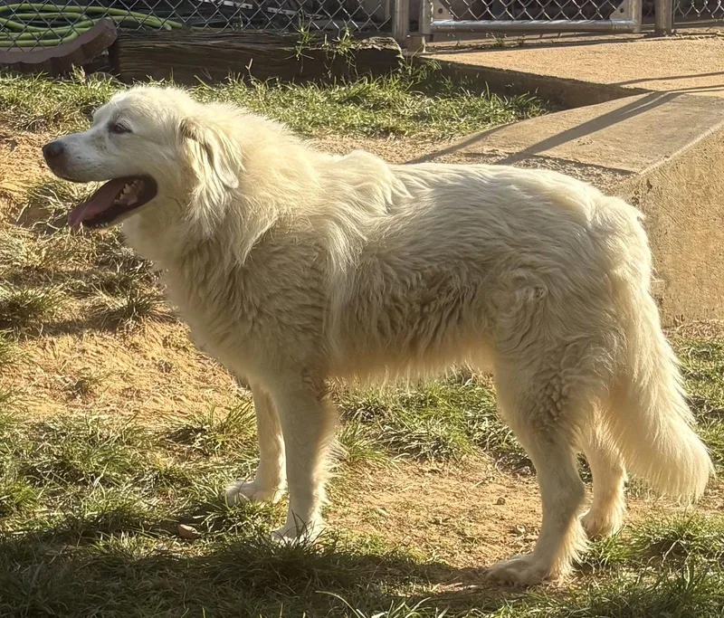An adult large-sized female Great Pyrenees dog named Ami for adoption in Wetumpka, AL