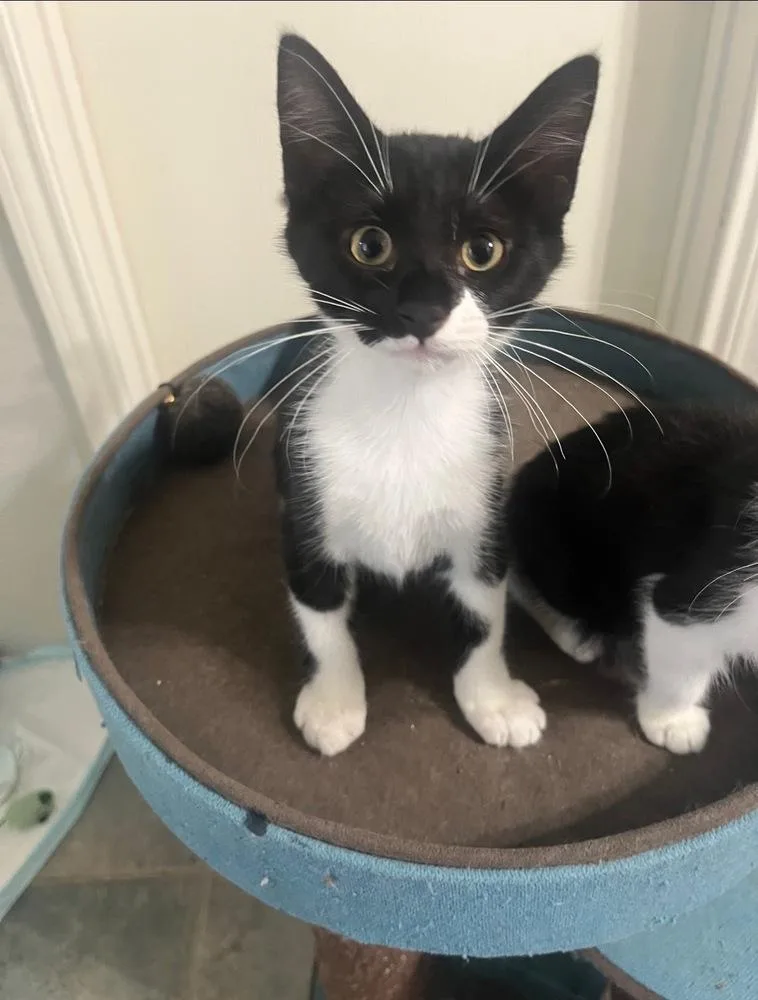 A baby small-sized male Black & White / Tuxedo Domestic Short Hair cat named Bellingham for adoption in Dallas, TX