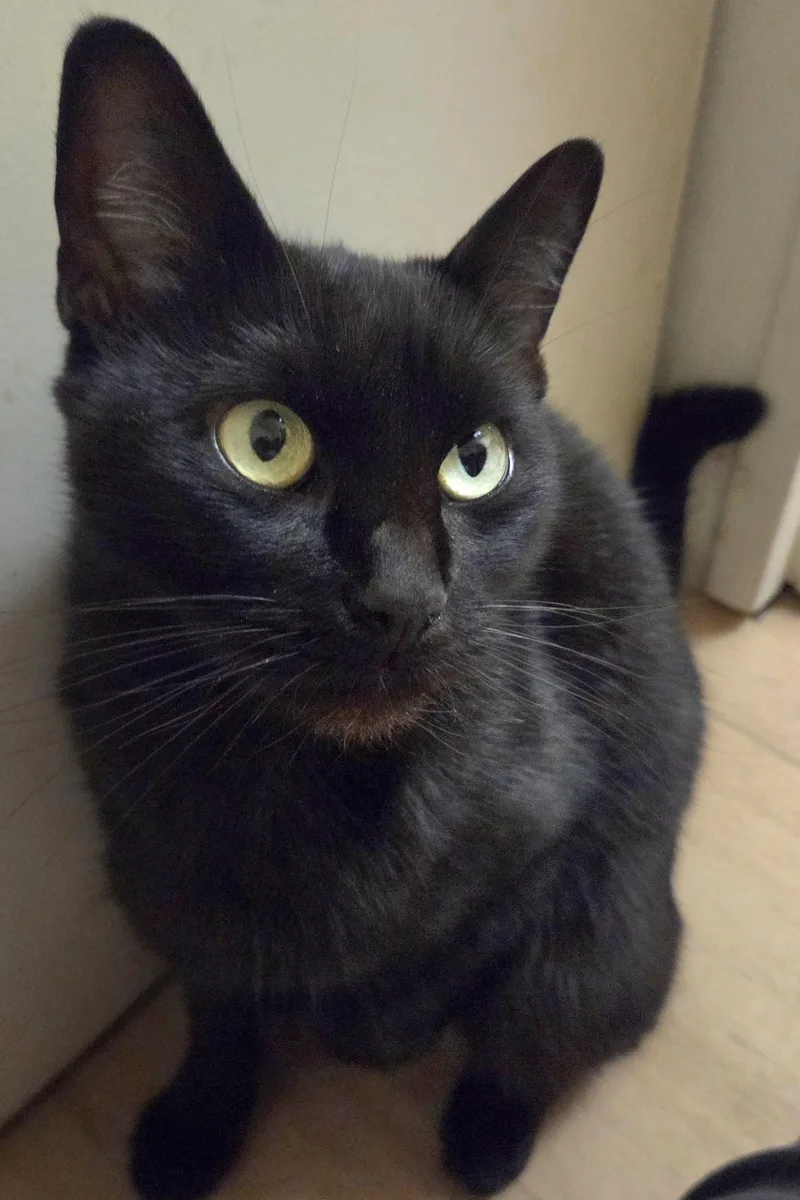 A young medium-sized female Domestic Short Hair cat named Mariska yr AVA for adoption in Sterling, MA
