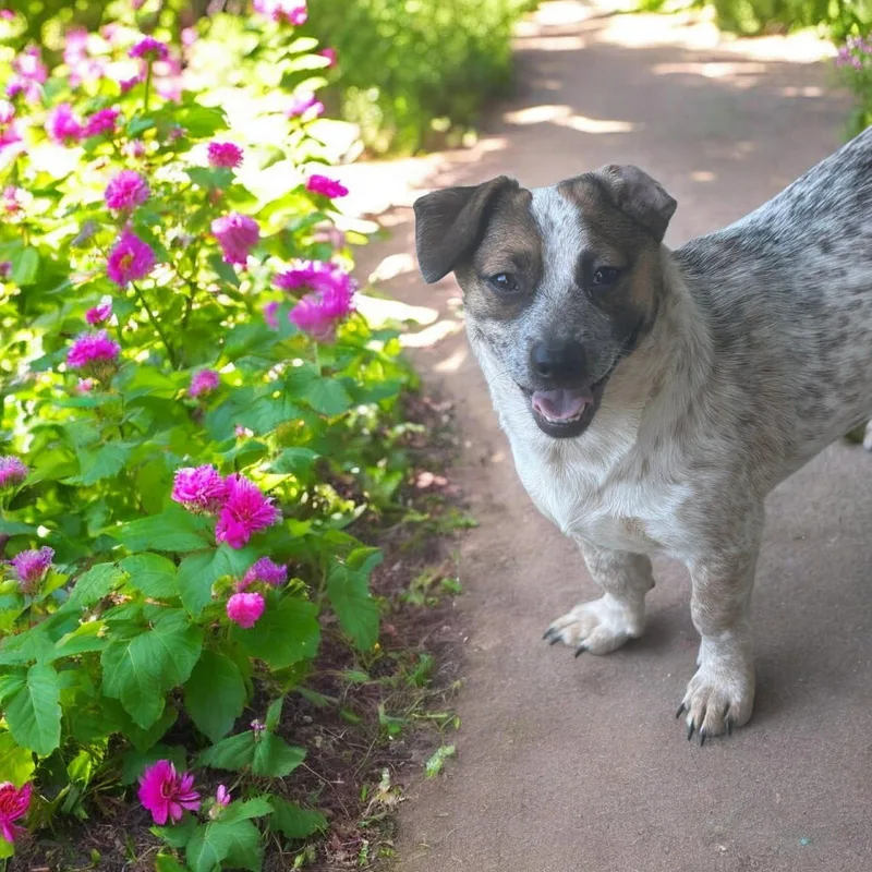 A young medium-sized female Beagle dog named Betsy for adoption in Ashville, OH