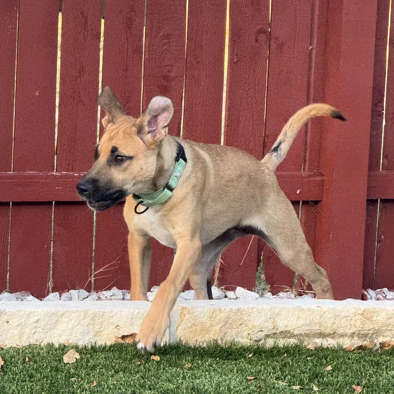 Roscoe