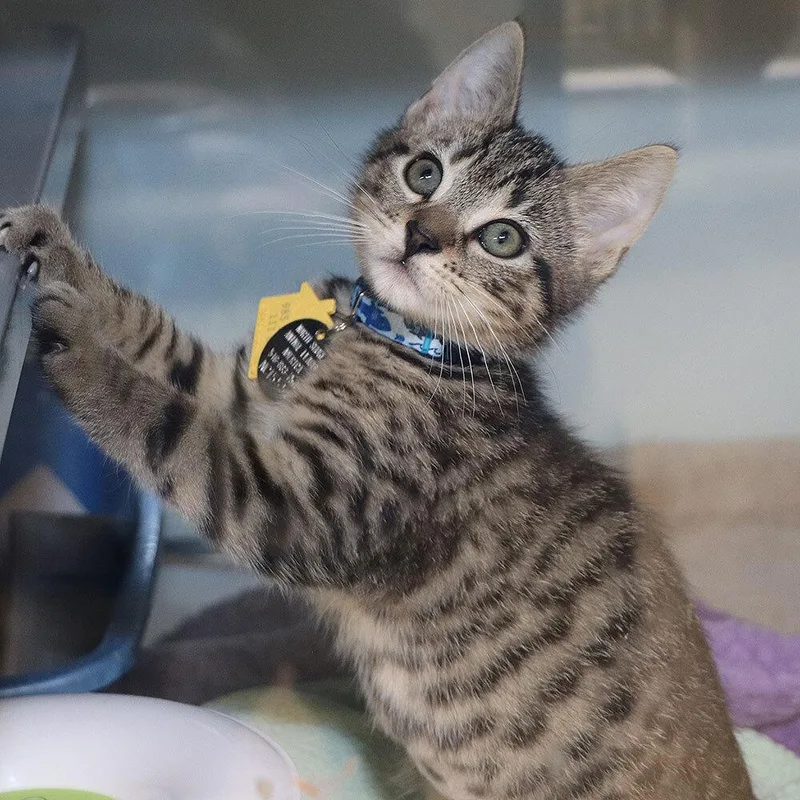 A baby small-sized male Domestic Short Hair cat named TRex for adoption in Port Washington, NY