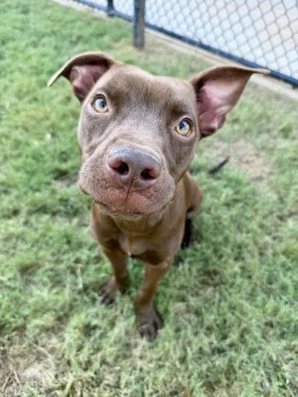 An adult medium-sized female Pit Bull Terrier dog named Adelaide for adoption in Atlanta, GA