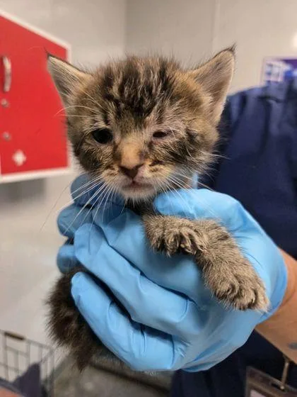 A young small-sized male Domestic Short Hair cat named B Dale for adoption in North Charleston, SC