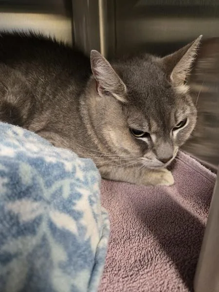 An adult medium-sized female Domestic Short Hair cat named Olivia for adoption in Millersville, MD