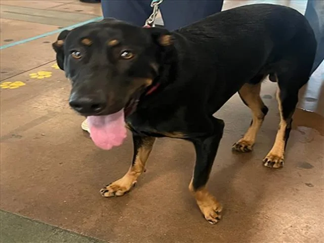 A young medium-sized male Doberman Pinscher dog named Daytona for adoption in Van Nuys, CA