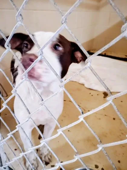 A baby medium-sized male Mixed Breed dog named Ransom for adoption in Port Saint Joe, FL