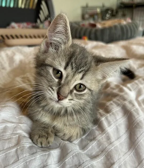 A baby small-sized male Domestic Short Hair cat named Zero for adoption in Santa Cruz, CA