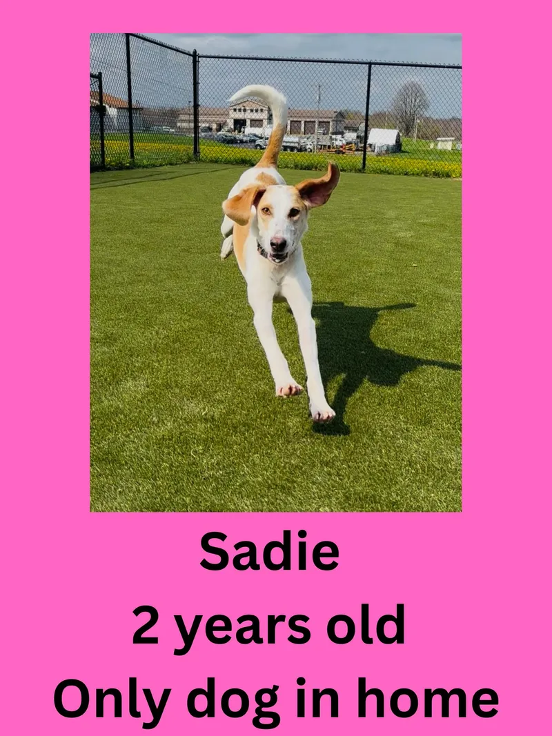 An adult medium-sized female Yellow / Tan / Blond / Fawn Mixed Breed dog named Sadie for adoption in Ravenna, OH