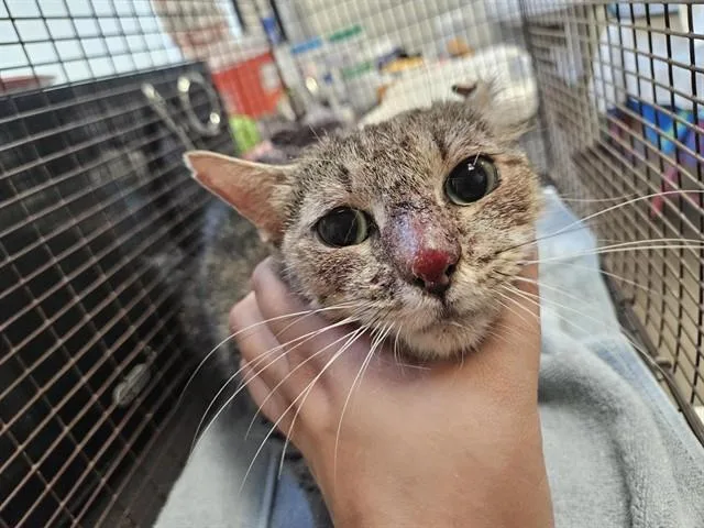 An adult small-sized female Domestic Short Hair cat named Batgirl for adoption in Tucson, AZ