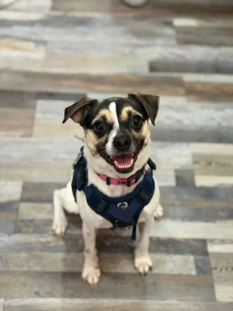 An adult small-sized female Jack Russell Terrier dog named Mary for adoption in New York, NY