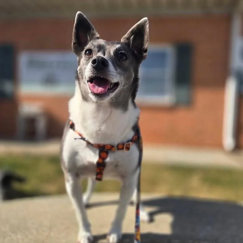 Sir Ukulele thumbnail 2