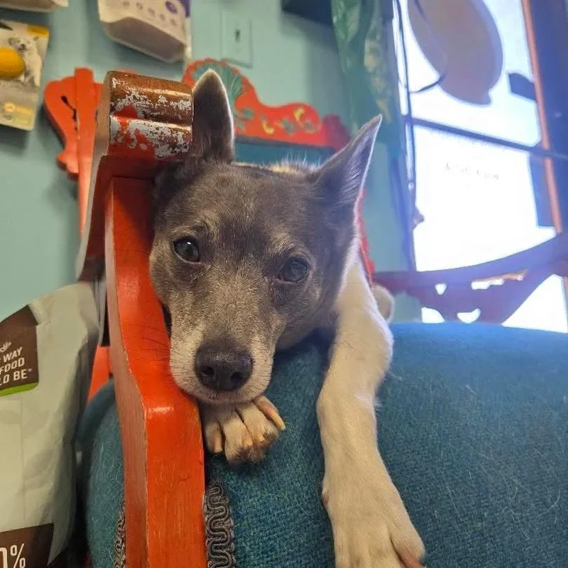 Sir Ukulele thumbnail 6