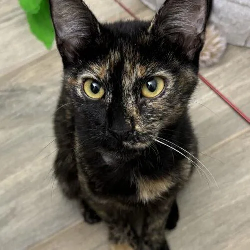 A baby small-sized female Tortoiseshell Domestic Short Hair cat named Cali for adoption in Tampa, FL