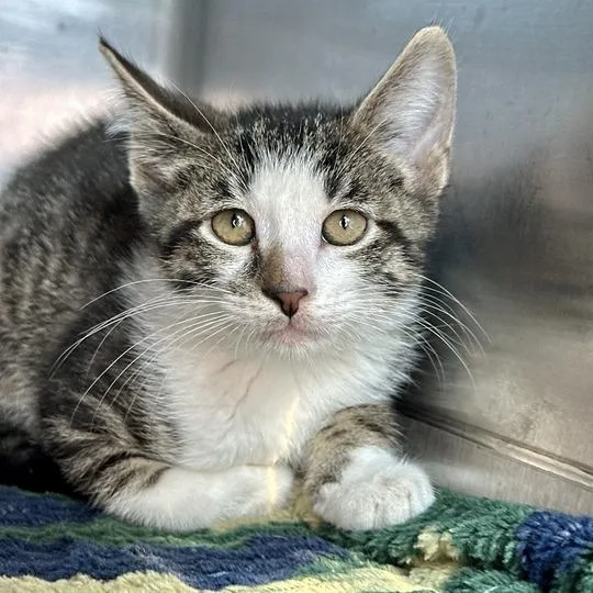 A baby small-sized male Brown / Chocolate Domestic Short Hair cat named Cheeto for adoption in Matteson, IL