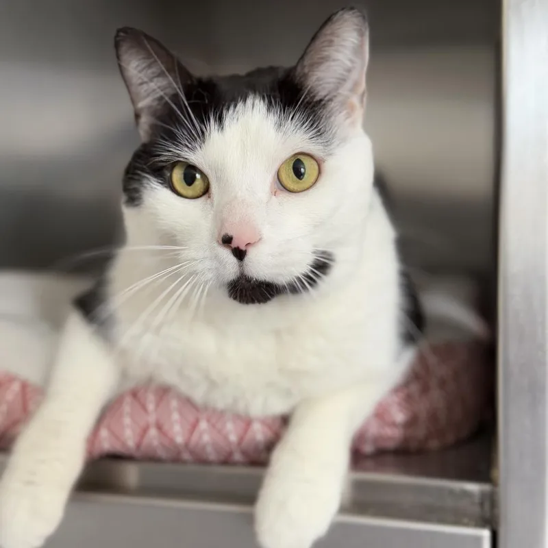 A senior large-sized male Domestic Medium Hair cat named Finn for adoption in Ridgely, MD