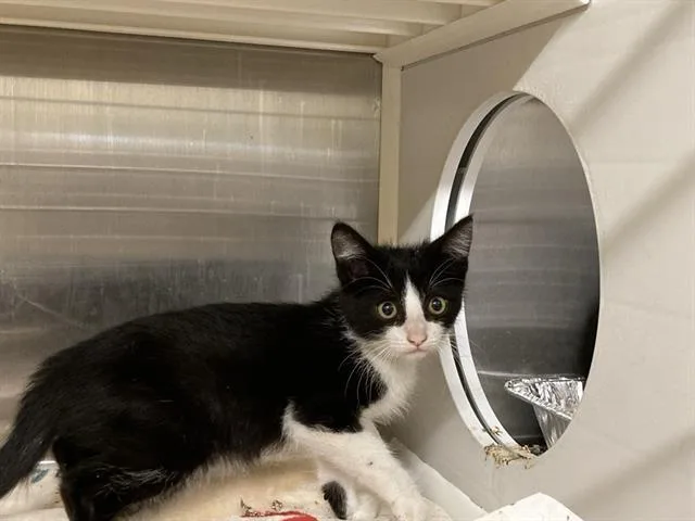 A baby small-sized female Domestic Short Hair cat named Mary for adoption in Tustin, CA