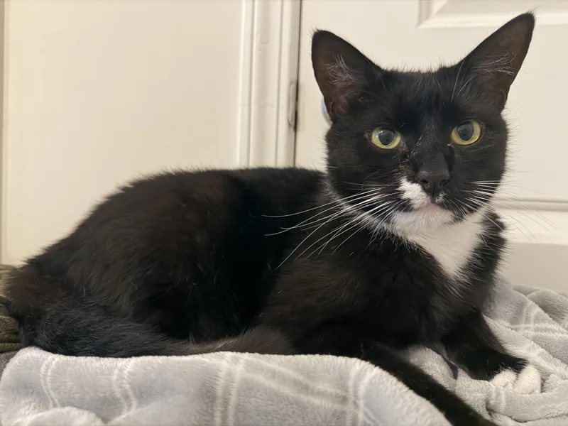 An adult large-sized male Black & White / Tuxedo Tuxedo cat named Tony for adoption in North Myrtle Beach, SC