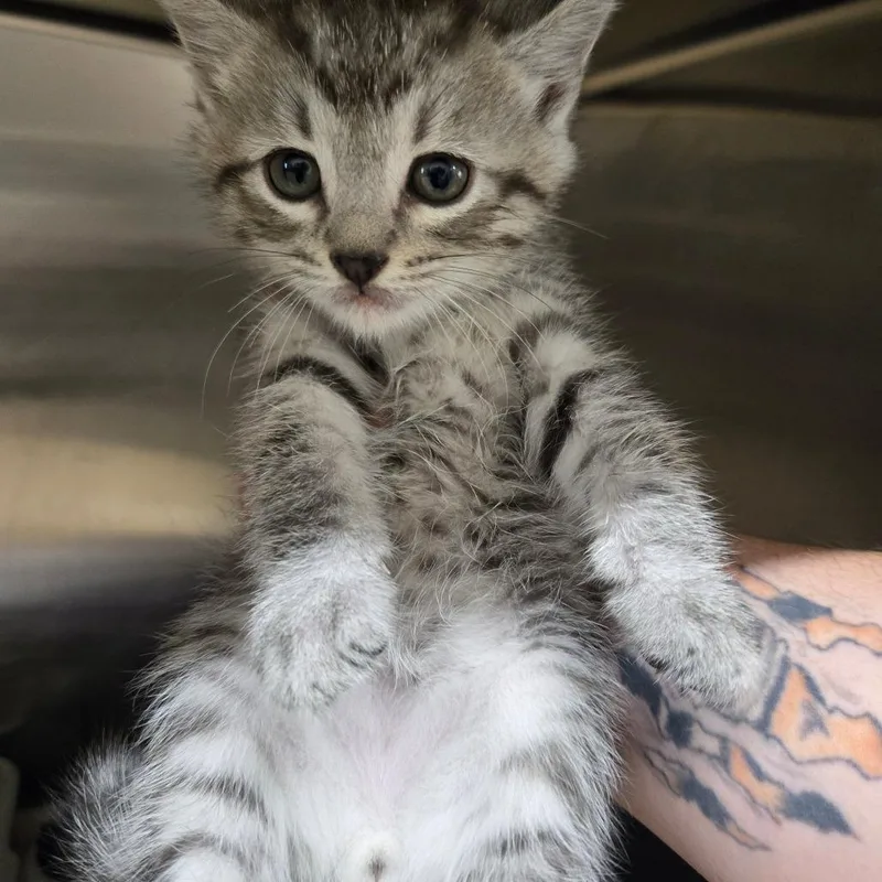 A baby small-sized female Gray / Blue / Silver Domestic Short Hair cat named Sterling for adoption in Newport, TN