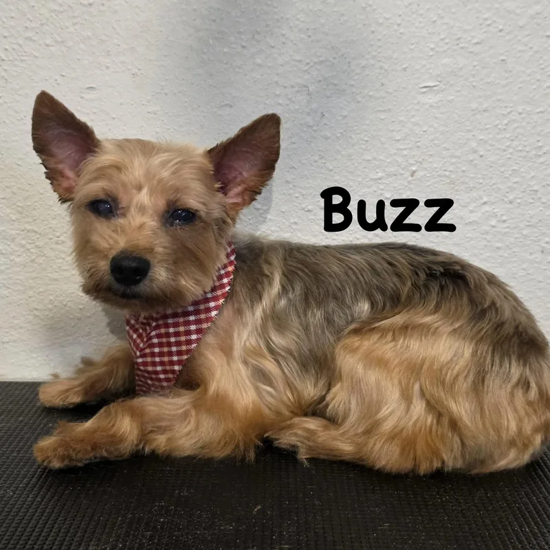 Buzz