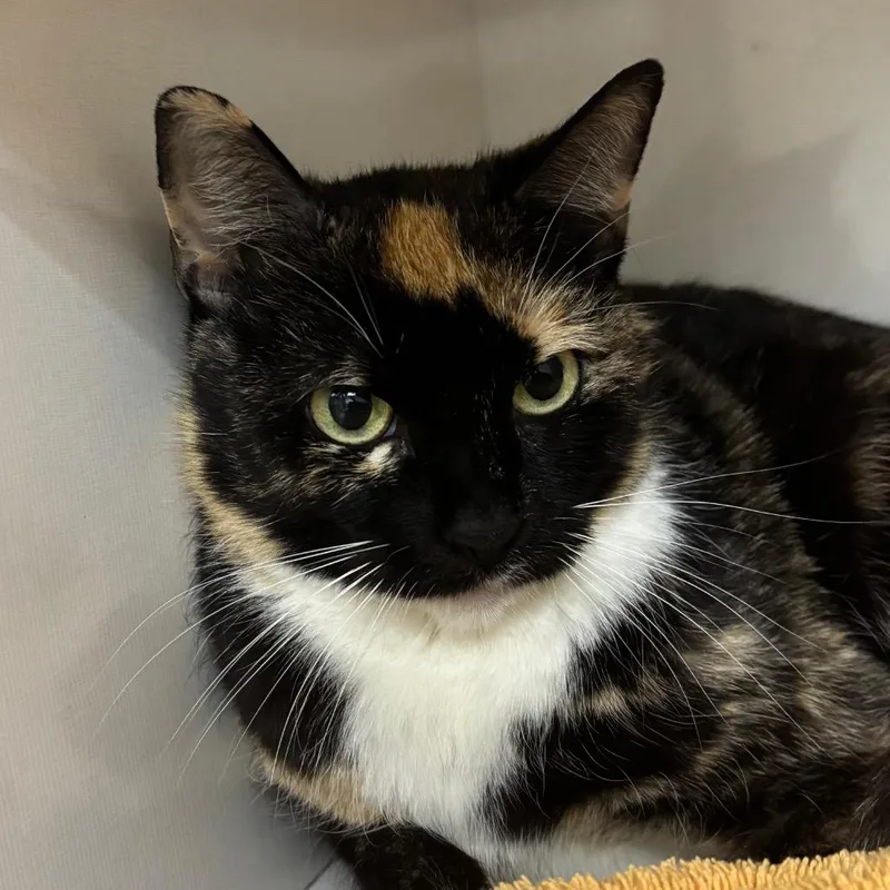 A young medium-sized female Black Domestic Short Hair cat named Marinara for adoption in Redwood City, CA