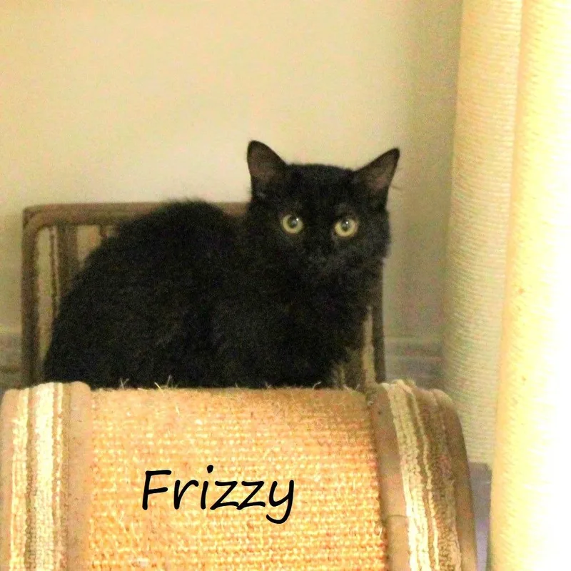 A young small-sized female Domestic Medium Hair cat named Frizzy for adoption in Yucaipa, CA