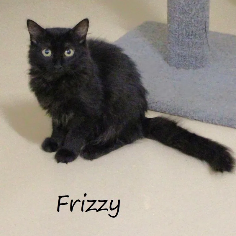 Frizzy thumbnail 2