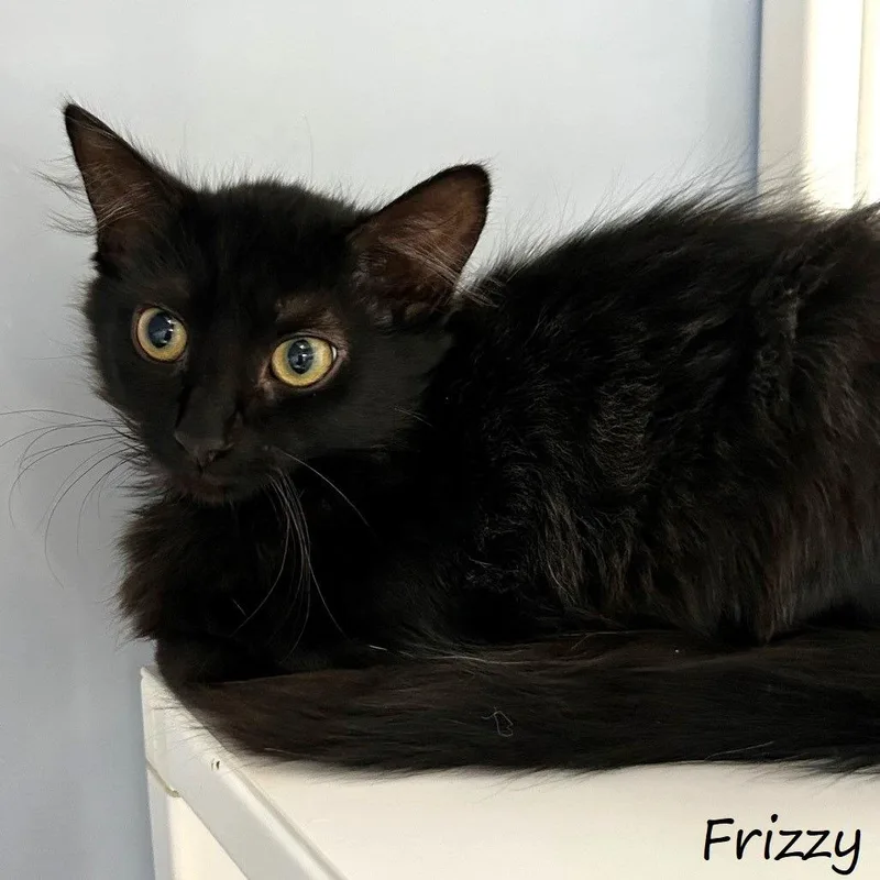 Frizzy thumbnail 3
