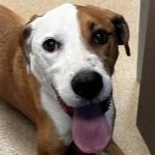 A young medium-sized male Mixed Breed dog named Pal for adoption in Brenham, TX