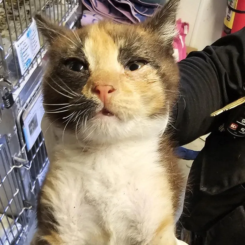 A baby small-sized female Calico Domestic Short Hair cat named Sparrow for adoption in San Gabriel, CA
