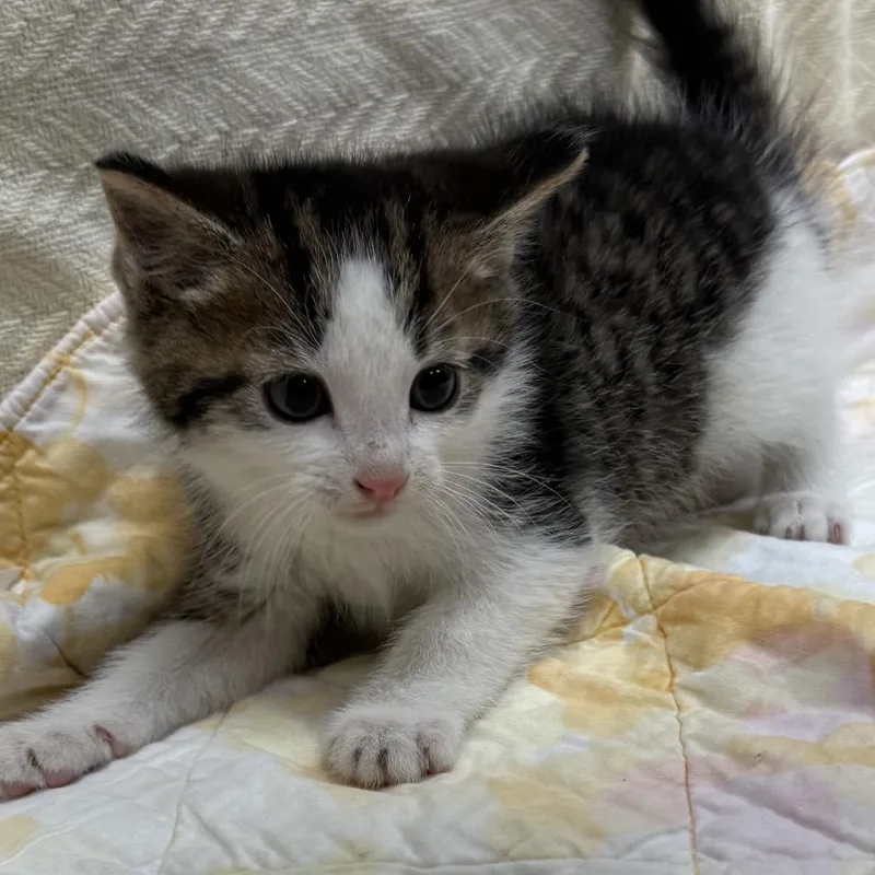 A baby small-sized male White Domestic Short Hair cat named Turk for adoption in North Canton, OH