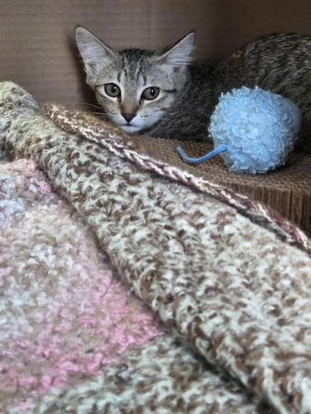 A baby small-sized female Domestic Short Hair cat named Angie for adoption in Des Moines, IA