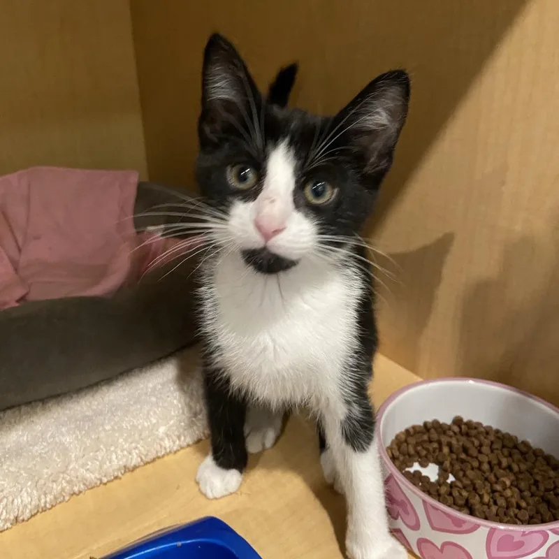 A baby small-sized male Black Domestic Short Hair cat named Coffee Table for adoption in Washington Township, OH