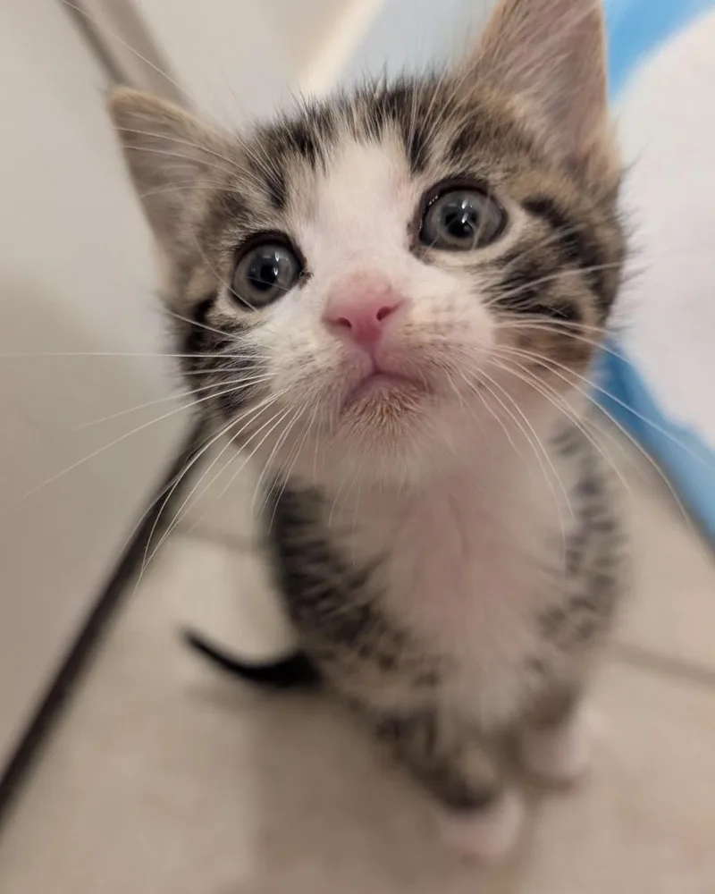 A baby small-sized male Domestic Short Hair cat named Bumper for adoption in El Monte, CA