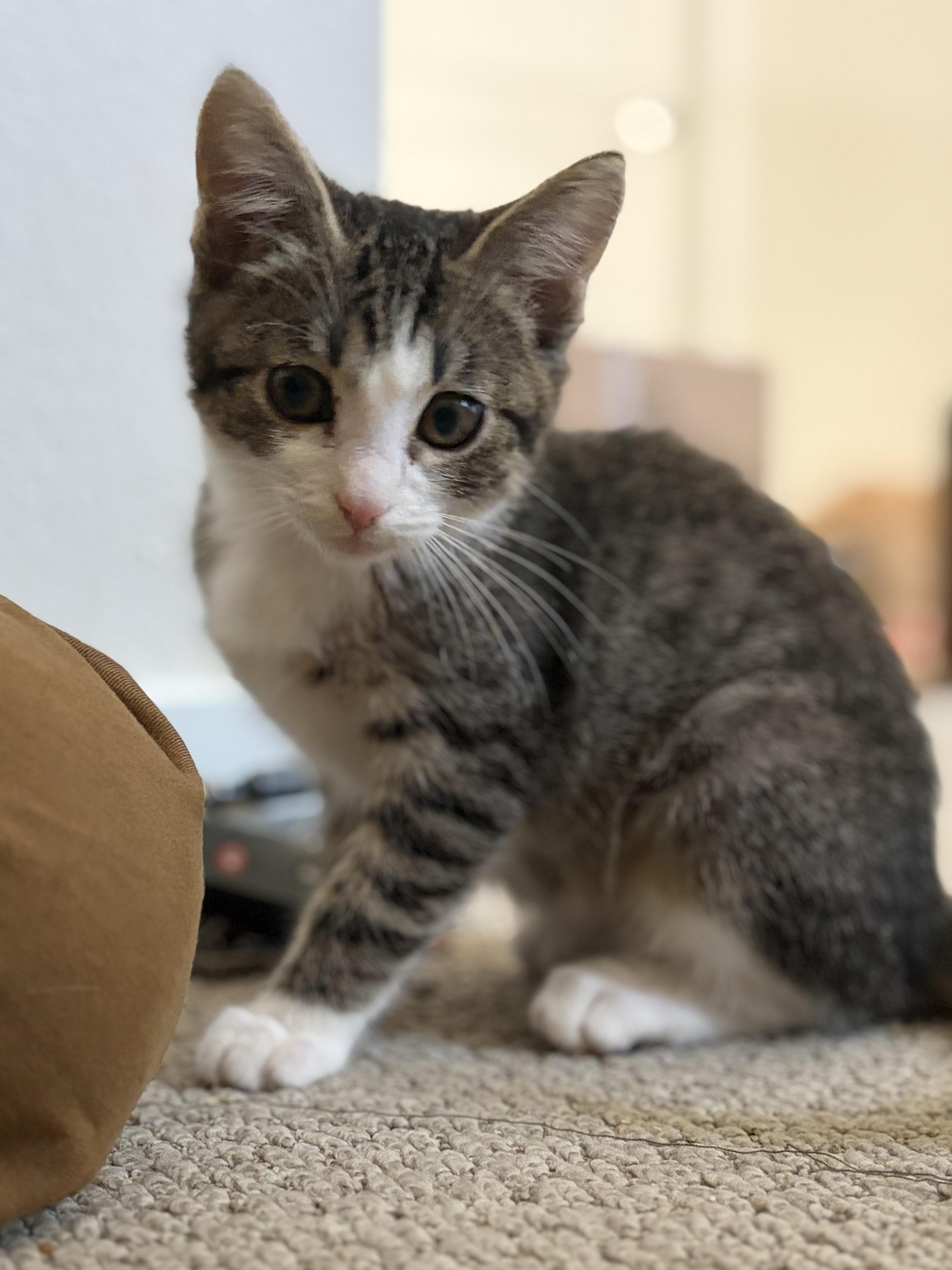 Bumper thumbnail 3