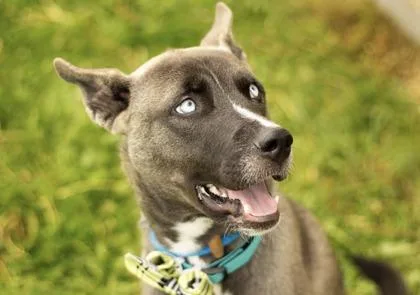 A young medium-sized male Gray / Blue / Silver Mixed Breed dog named Mike for adoption in Hamilton, OH
