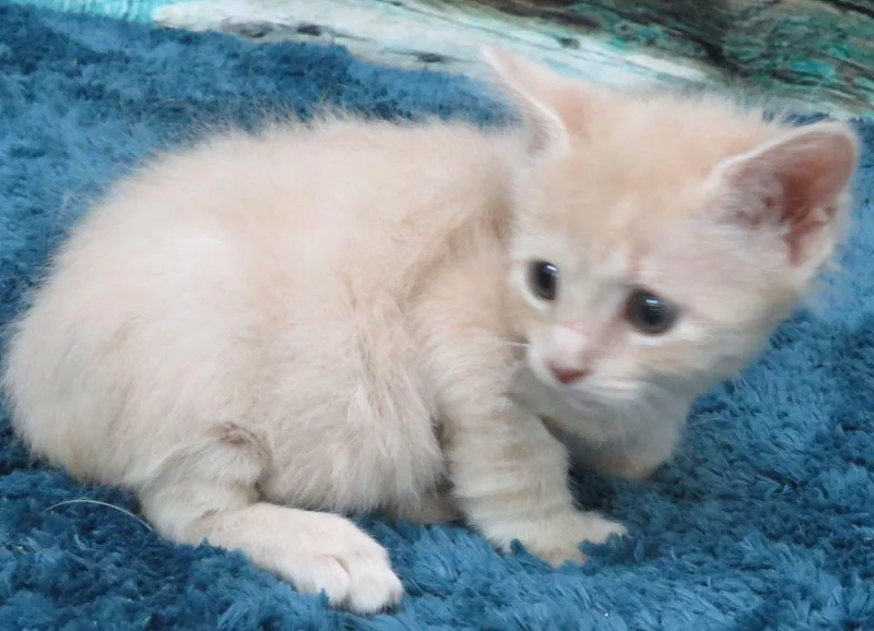 A baby medium-sized female Tabby (Buff / Tan / Fawn) Domestic Short Hair cat named Enable for adoption in Lexington, VA