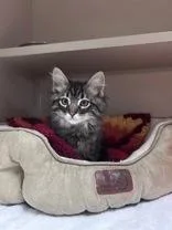 A baby medium-sized male Domestic Medium Hair cat named Lord Farquaad for adoption in Steamboat Springs, CO