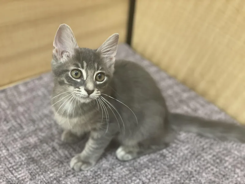 A baby medium-sized male Tabby (Gray / Blue / Silver) Tabby cat named Kobe for adoption in Taylor, MI