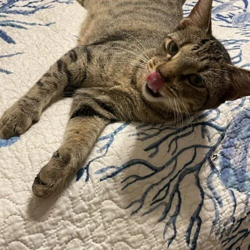 A baby medium-sized female Tabby (Brown / Chocolate) Domestic Short Hair cat named Cleopatra for adoption in Tampa, FL