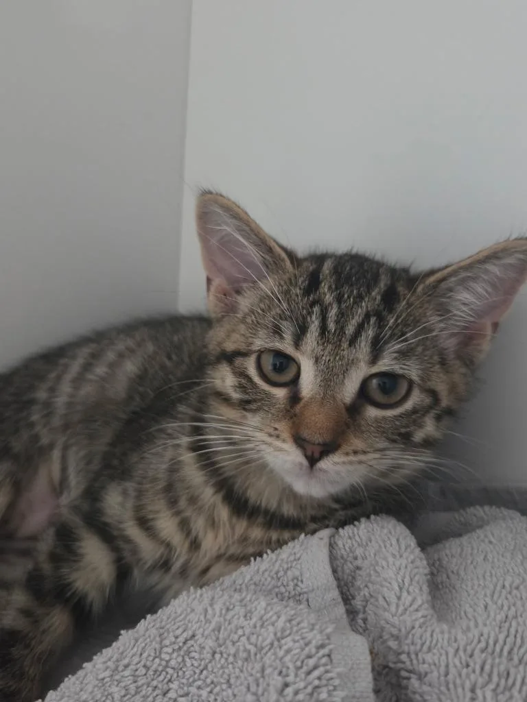 A baby small-sized female Domestic Short Hair cat named Buffy for adoption in Hyde Park, NY
