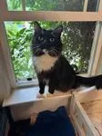 A young medium-sized female Black & White / Tuxedo Domestic Medium Hair cat named Lexi for adoption in Chico, CA
