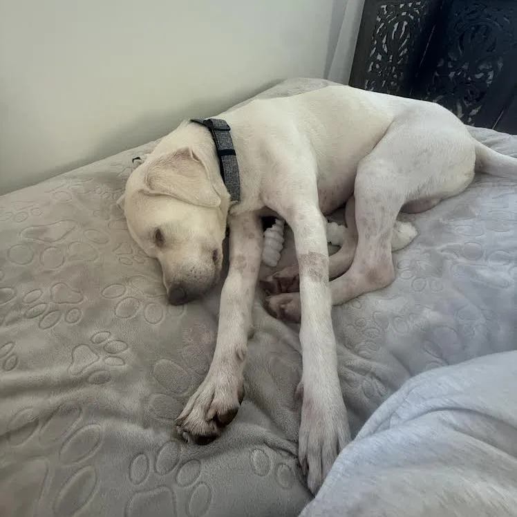 Arlo